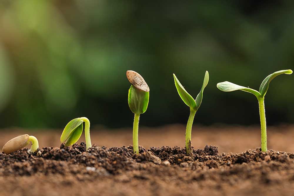 Advanced Seed Research
