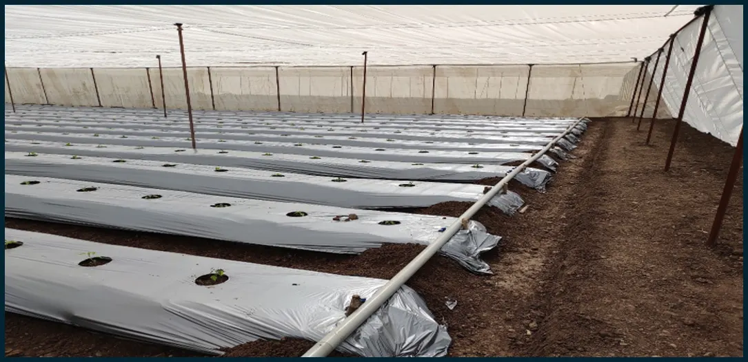 Advanced Irrigation System
