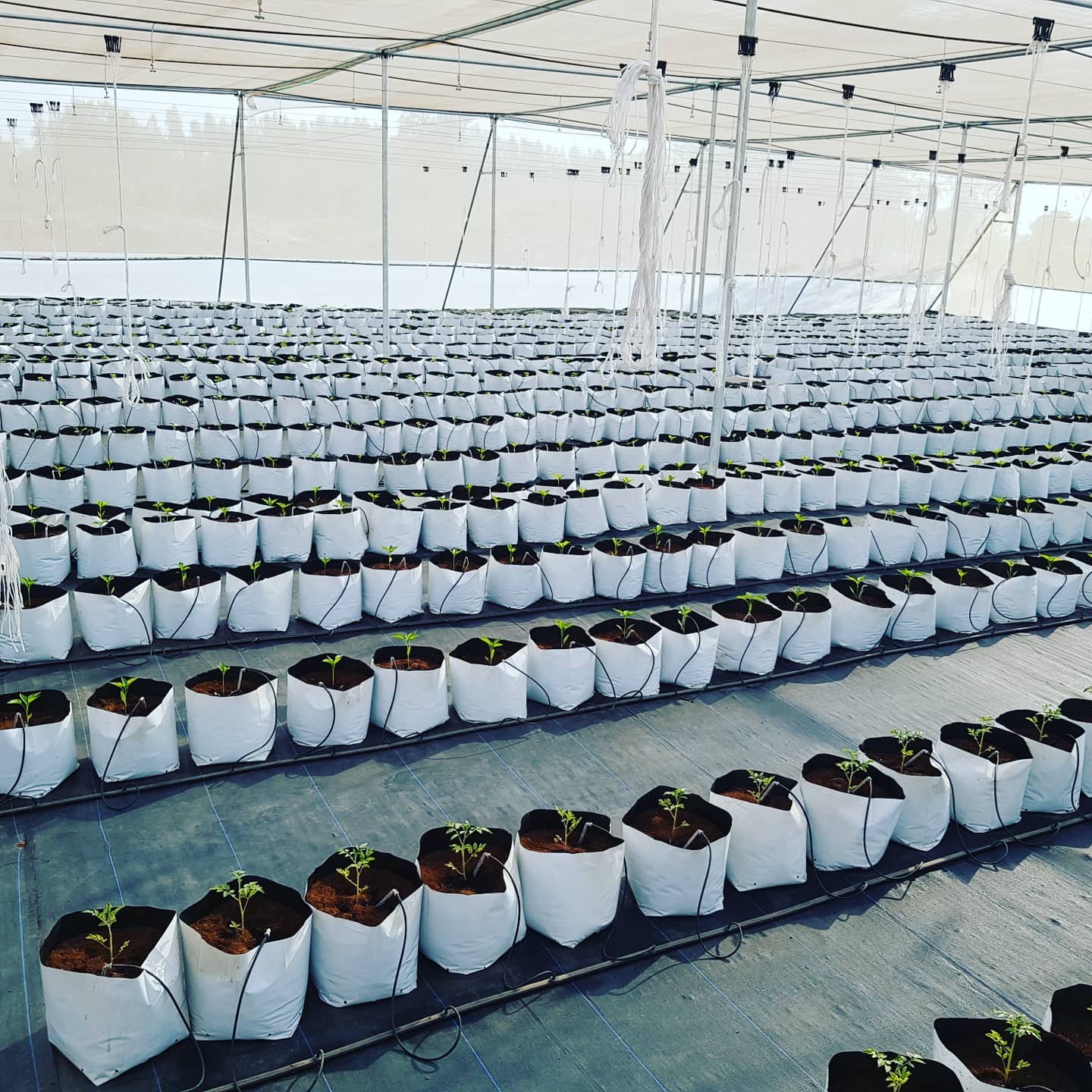 New Technologies (Production In Grow Bags)