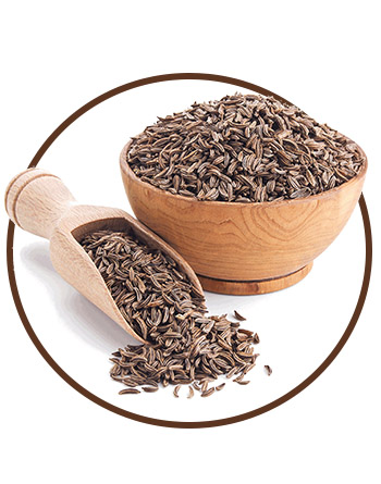 KARTAVYA SEEDS